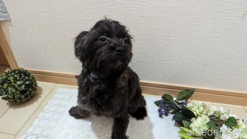 成約済の広島県のチワプー:チワワ×トイプードル-271215の48枚目
