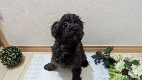 成約済の広島県のチワプー:チワワ×トイプードル-271215の49枚目