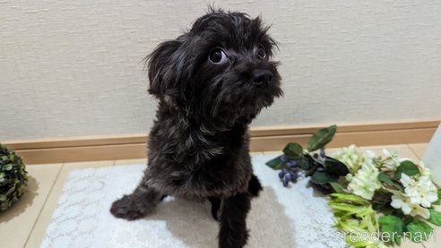 成約済の広島県のチワプー:チワワ×トイプードル-271215の47枚目