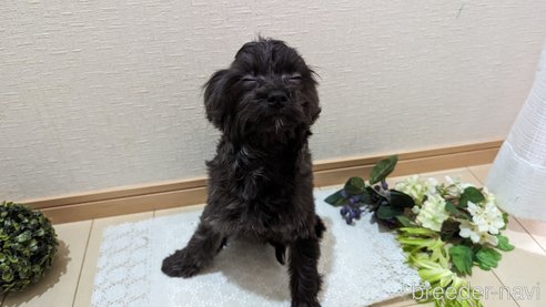 成約済の広島県のチワプー:チワワ×トイプードル-271215の46枚目