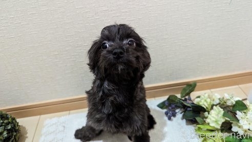 成約済の広島県のチワプー:チワワ×トイプードル-271215の45枚目