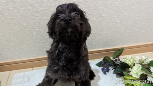 成約済の広島県のチワプー:チワワ×トイプードル-271215の43枚目