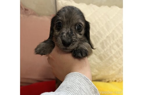 成約済の栃木県のミニチュアダックスフンド(ロングヘアード)-300019の1枚目