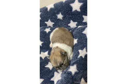 成約済の埼玉県のポメラニアン-303802の11枚目