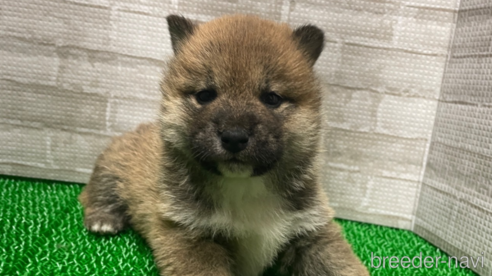 成約済の茨城県の柴犬-303831の1枚目