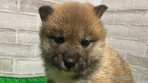 成約済の茨城県の柴犬-303831の3枚目