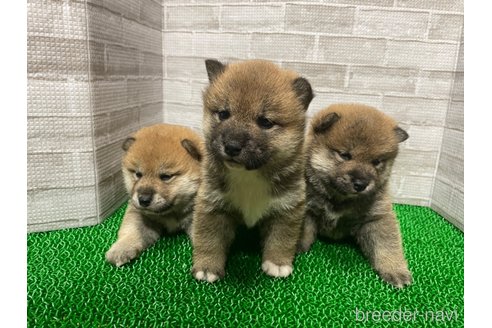 成約済の茨城県の柴犬-303831の2枚目