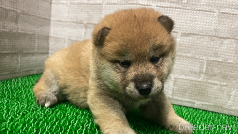 成約済の茨城県の柴犬-303832の1枚目