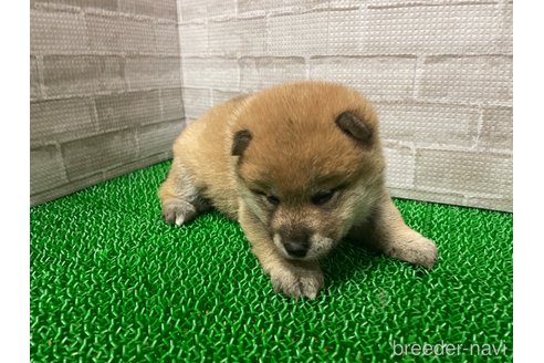 成約済の茨城県の柴犬-303832の3枚目