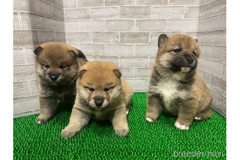 成約済の茨城県の柴犬-303832の2枚目