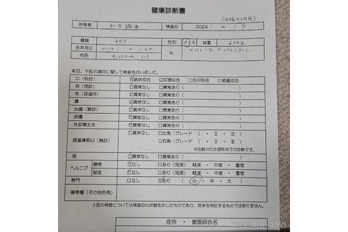 成約済の愛知県のチワワ(ロングコート)-301104の2枚目