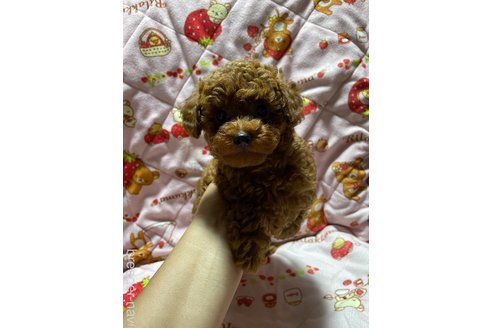 成約済の大分県のトイプードル-303846の10枚目