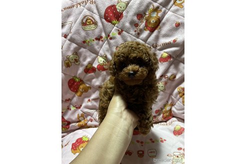 成約済の大分県のトイプードル-303846の9枚目