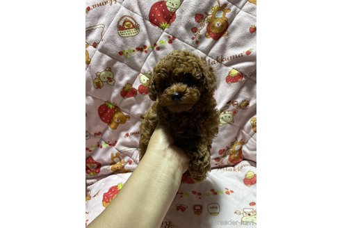 成約済の大分県のトイプードル-303846の8枚目