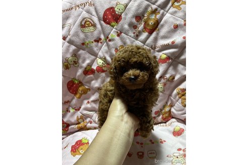 成約済の大分県のトイプードル-303846の7枚目