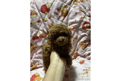 成約済の大分県のトイプードル-303846の6枚目