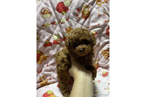 成約済の大分県のトイプードル-303846の5枚目