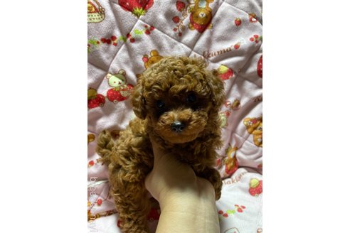 成約済の大分県のトイプードル-303846の4枚目