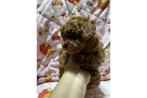 成約済の大分県のトイプードル-303846の3枚目