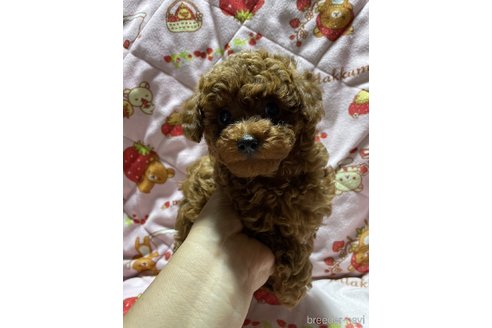 成約済の大分県のトイプードル-303846の2枚目