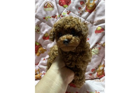 成約済の大分県のトイプードル-303846