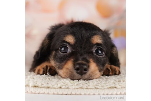 成約済の千葉県のミックス犬-303854