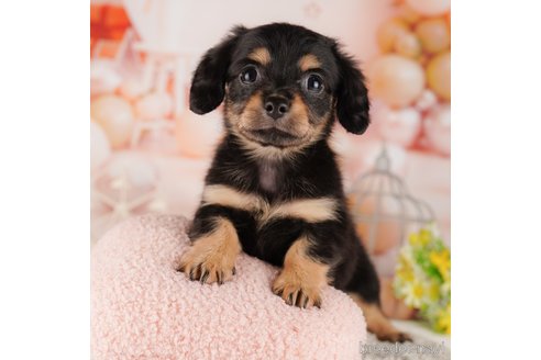 成約済の千葉県のミックス犬-303854の5枚目