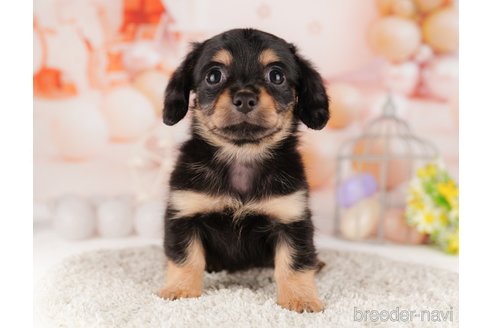 成約済の千葉県のミックス犬-303854の6枚目
