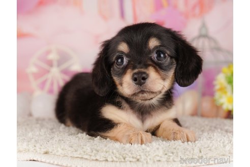 成約済の千葉県のミックス犬-303855の3枚目