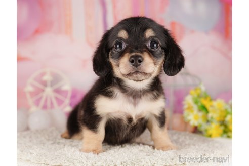 成約済の千葉県のミックス犬-303855の4枚目