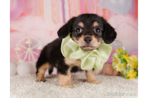 成約済の千葉県のミックス犬-303855の5枚目