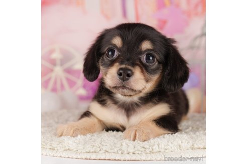 成約済の千葉県のミックス犬-303855の6枚目