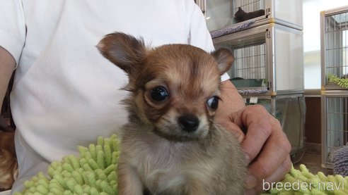 成約済の愛知県のチワワ(ロングコート)-295906の6枚目