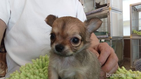 成約済の愛知県のチワワ(ロングコート)-295906の5枚目