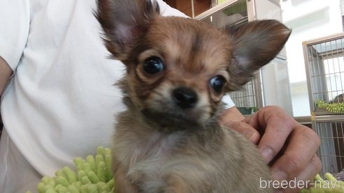 成約済の愛知県のチワワ(ロングコート)-295906の4枚目