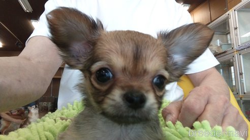 成約済の愛知県のチワワ(ロングコート)-295906の3枚目