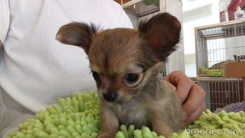 成約済の愛知県のチワワ(ロングコート)-295906の2枚目