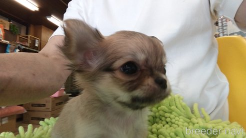 成約済の愛知県のチワワ(ロングコート)-295903の15枚目