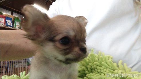 成約済の愛知県のチワワ(ロングコート)-295903の14枚目