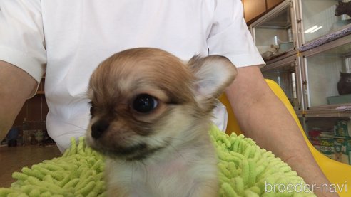 成約済の愛知県のチワワ(ロングコート)-295903の13枚目