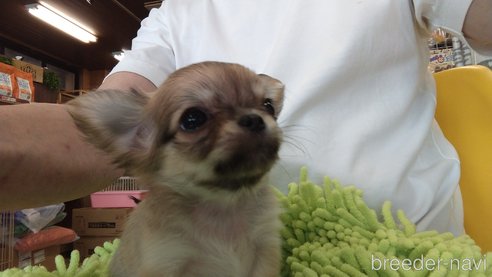 成約済の愛知県のチワワ(ロングコート)-295903の12枚目