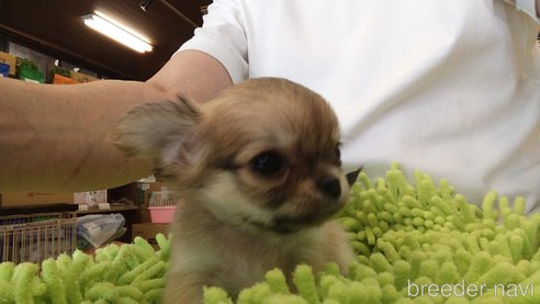 成約済の愛知県のチワワ(ロングコート)-295903の11枚目