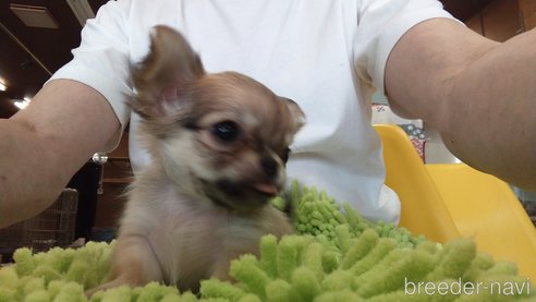 成約済の愛知県のチワワ(ロングコート)-295903の10枚目