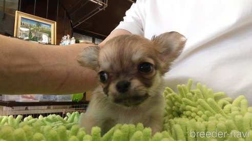 成約済の愛知県のチワワ(ロングコート)-295903の9枚目