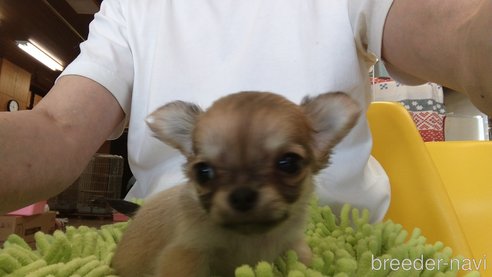 成約済の愛知県のチワワ(ロングコート)-295903の8枚目