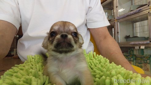 成約済の愛知県のチワワ(ロングコート)-295903の7枚目