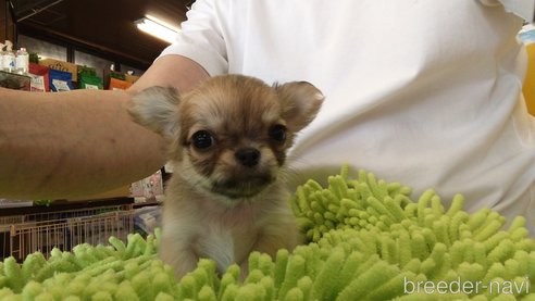 成約済の愛知県のチワワ(ロングコート)-295903の6枚目