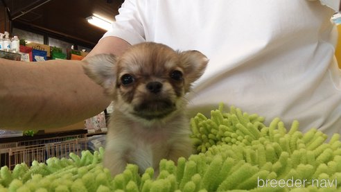 成約済の愛知県のチワワ(ロングコート)-295903の5枚目