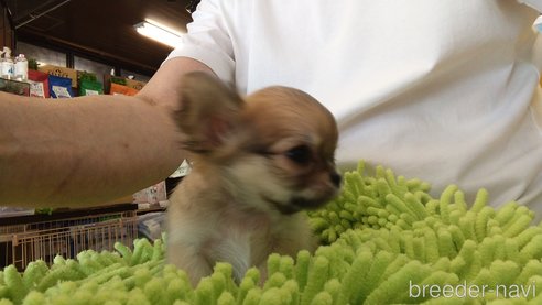 成約済の愛知県のチワワ(ロングコート)-295903の4枚目