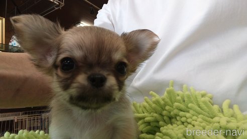 成約済の愛知県のチワワ(ロングコート)-295903の3枚目